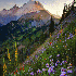 Des paysages fleuris .