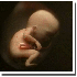 L’évolution d’un bébé d