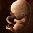 L’évolution d’un bébé d