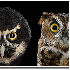 Le regard hypnotique des hibou