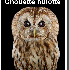 Le regard hypnotique des hibou
