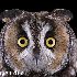 Le regard hypnotique des hibou