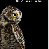 Le regard hypnotique des hibou
