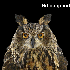 Le regard hypnotique des hibou