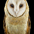 Le regard hypnotique des hibou