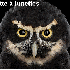 Le regard hypnotique des hibou