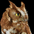 Le regard hypnotique des hibou