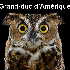 Le regard hypnotique des hibou