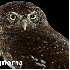 Le regard hypnotique des hibou
