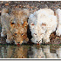Des animaux albinos que la nat