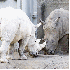 Des animaux albinos que la nat
