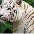 Des animaux albinos que la nat