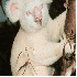 Des animaux albinos que la nat