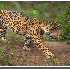 Les animaux de la savane afric