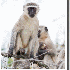 Les animaux de la savane afric