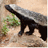Les animaux de la savane afric
