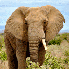 Les animaux de la savane afric