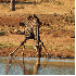 Les animaux de la savane afric