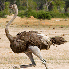 Les animaux de la savane afric