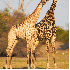 Les animaux de la savane afric