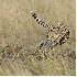 Les animaux de la savane afric