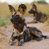 Les animaux de la savane afric