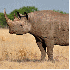 Les animaux de la savane afric