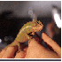 Le caméléon ne laisse aucune
