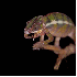 Le caméléon ne laisse aucune