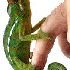 Le caméléon ne laisse aucune