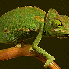 Le caméléon ne laisse aucune