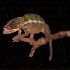 Le caméléon ne laisse aucune
