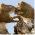 L'amour existe au royaume des 