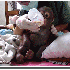 Un adorable petit singe victim