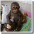 Un adorable petit singe victim