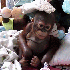 Un adorable petit singe victim