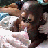 Un adorable petit singe victim