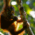 Un adorable petit singe victim