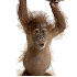 Un adorable petit singe victim