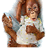Un adorable petit singe victim