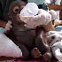Un adorable petit singe victim