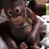 Un adorable petit singe victim