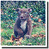 Le plus gros Pitbull du monde.