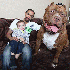 Le plus gros Pitbull du monde.
