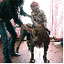 Le plus gros Pitbull du monde.