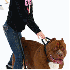Le plus gros Pitbull du monde.
