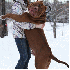 Le plus gros Pitbull du monde.