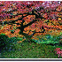 Ces arbres aux couleurs éblou