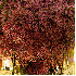 Ces arbres aux couleurs éblou