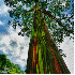 Ces arbres aux couleurs éblou